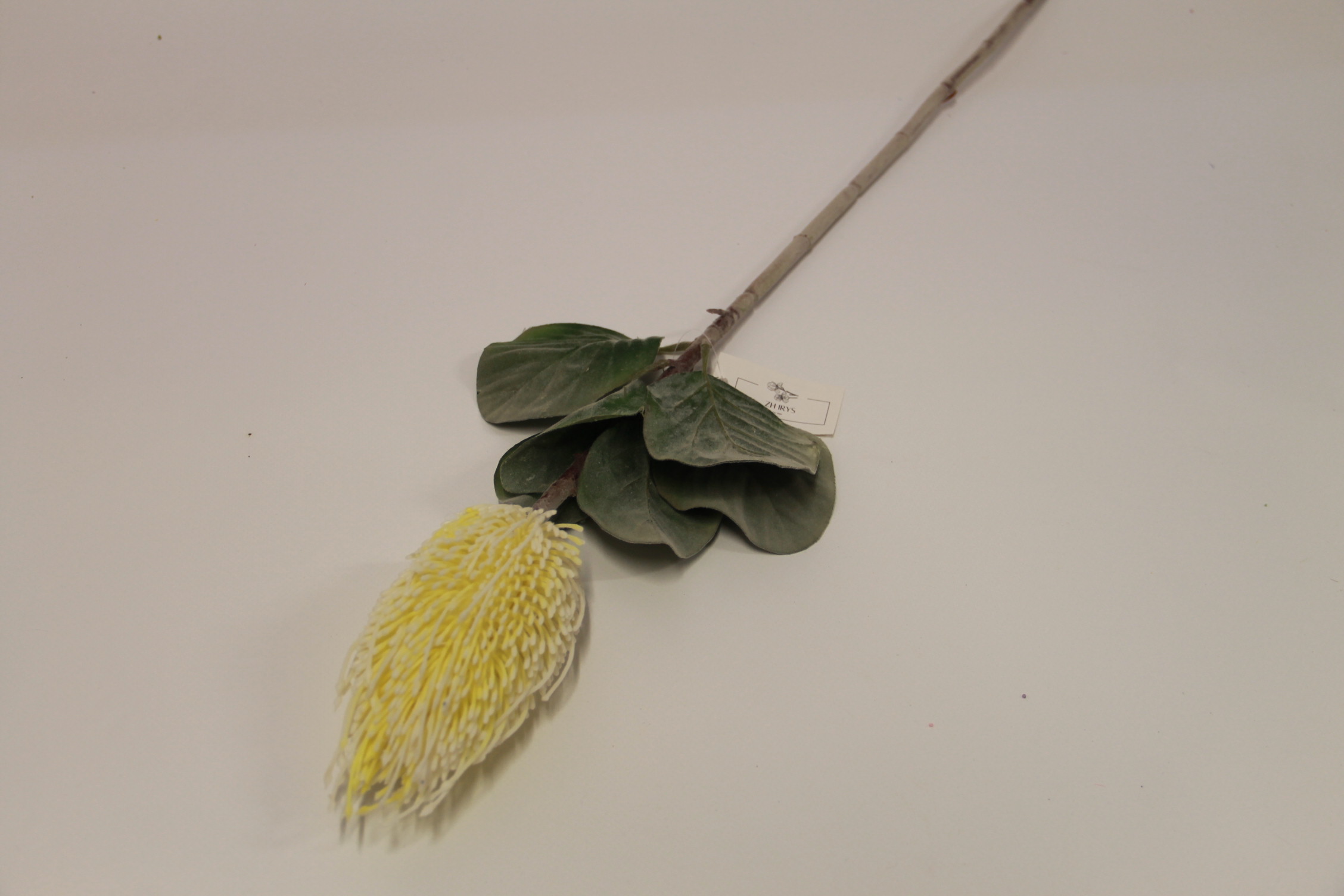 PROTEA GAŁĄZKA • ,;: CREAM #1