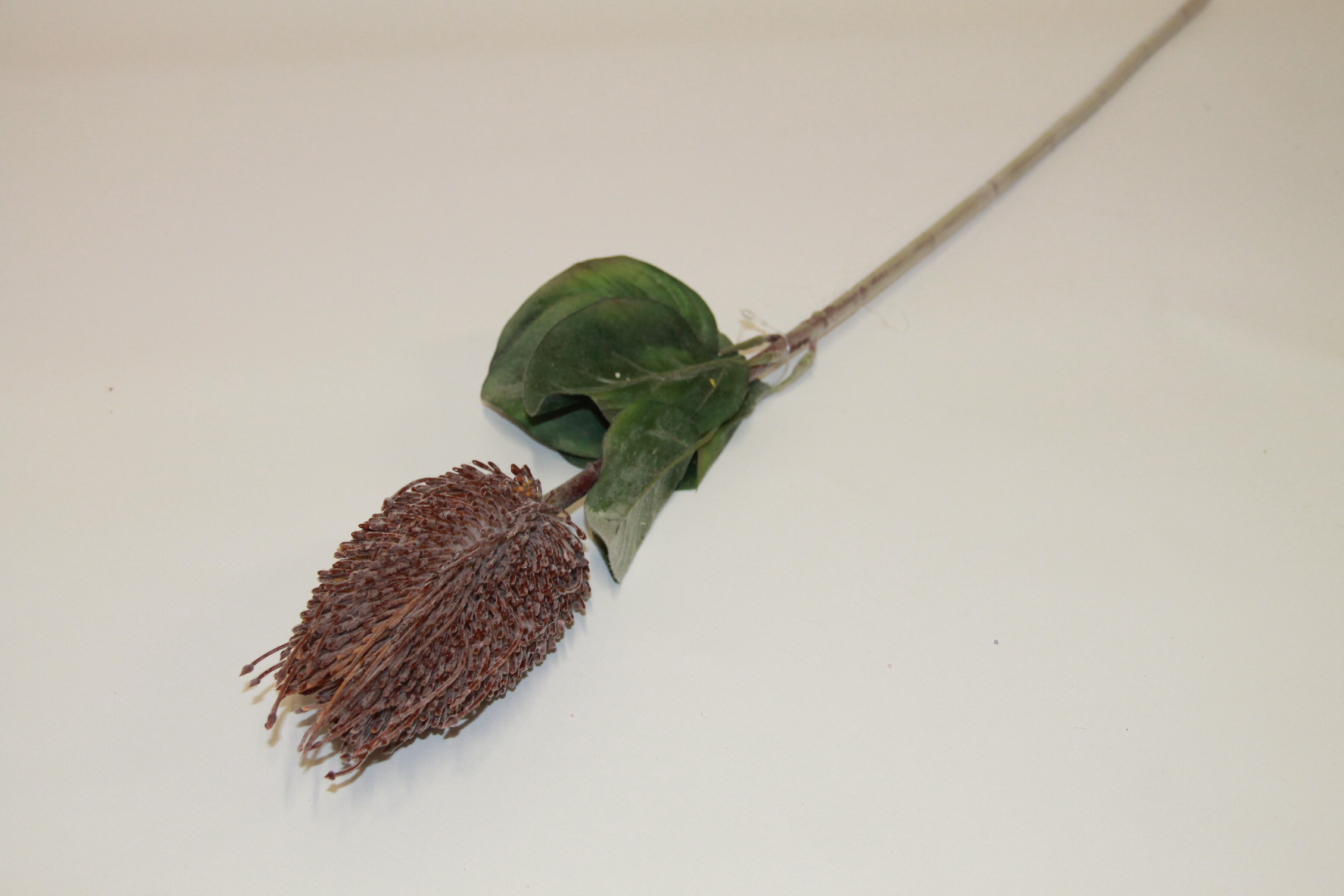 PROTEA GAŁĄZKA • ,;: PURPLE #3