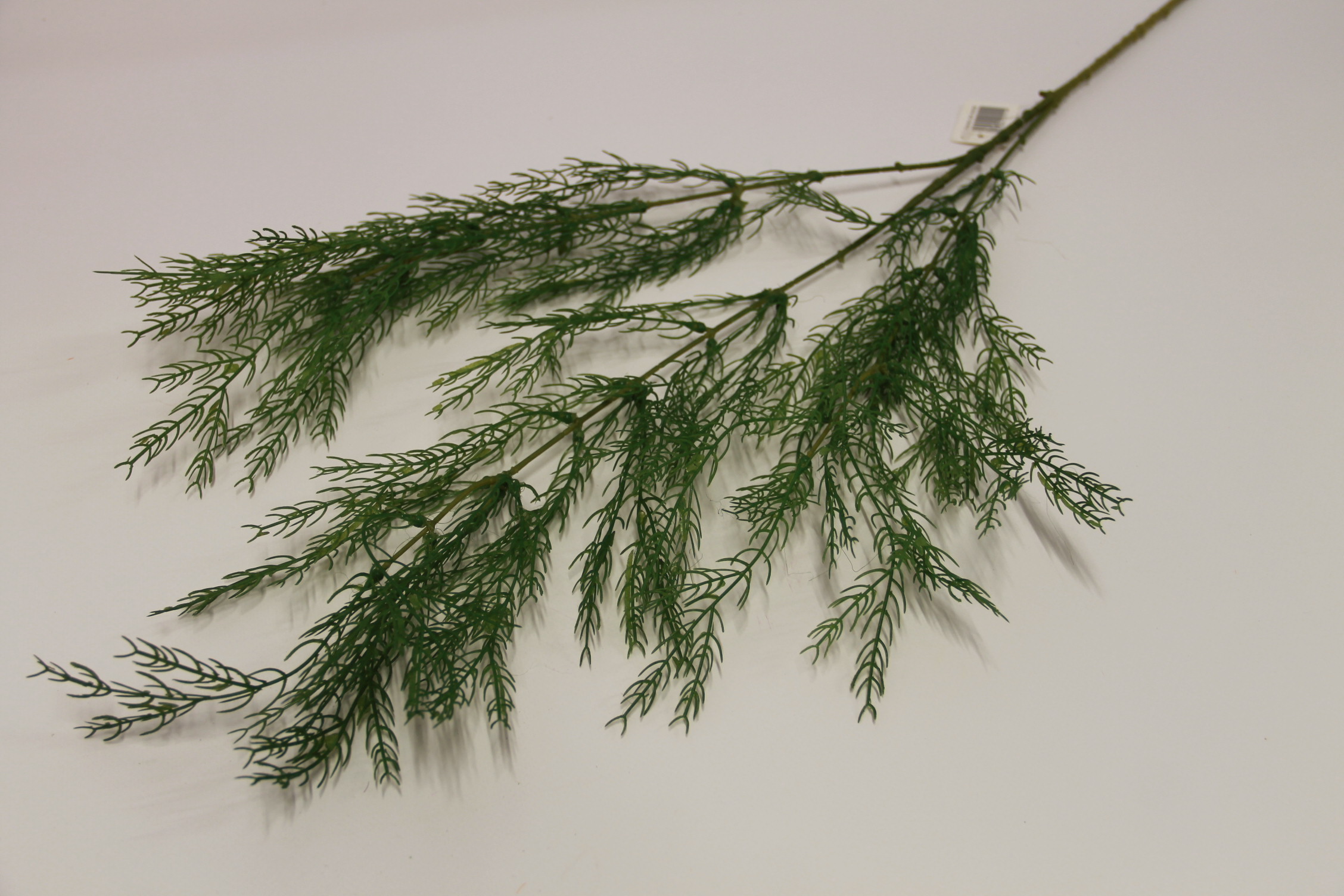 ASPARAGUS DROBNY X3 DŁUGI