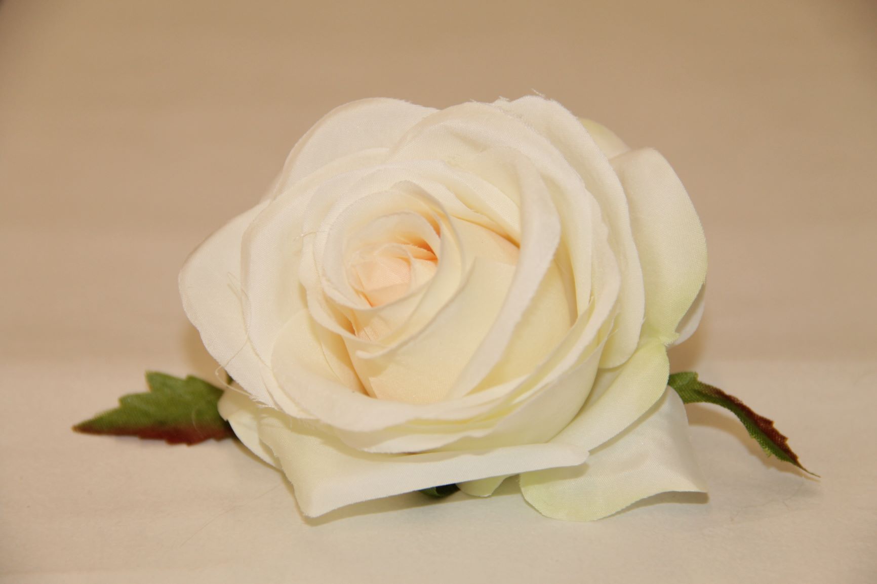 RÓŻA WYR. 385 • ,;: #1747 CREAM LT PINK