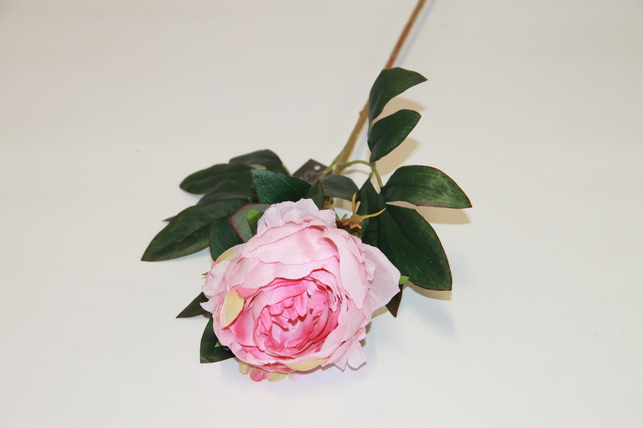 PIWONIA POJEDYŃCZA • ,;: PINK