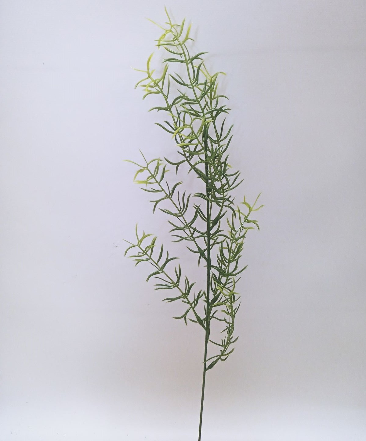 145 ASPARAGUS