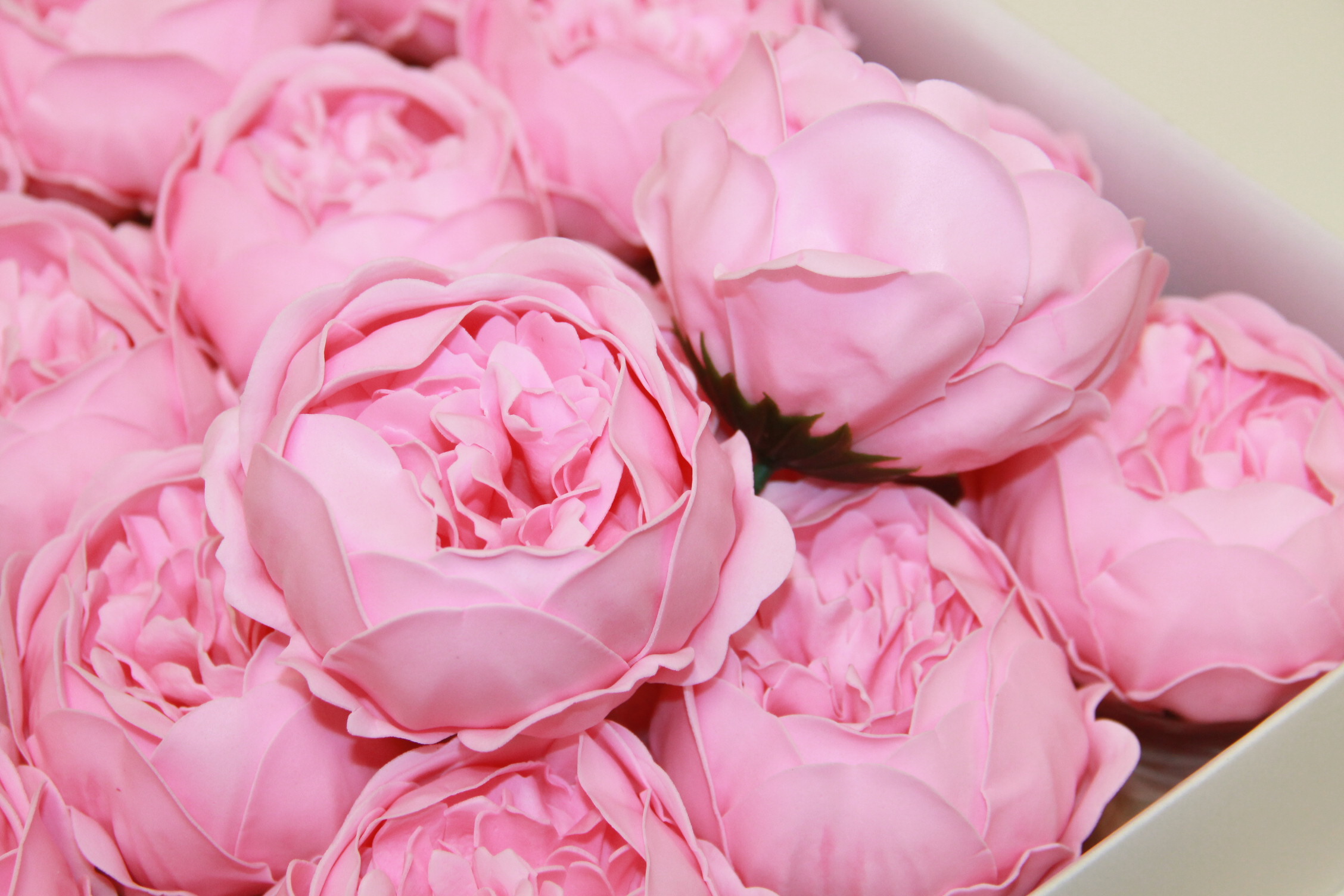 PIWONIA MYDLANA DUŻA 16 SZT  • ,;: #9 PINK