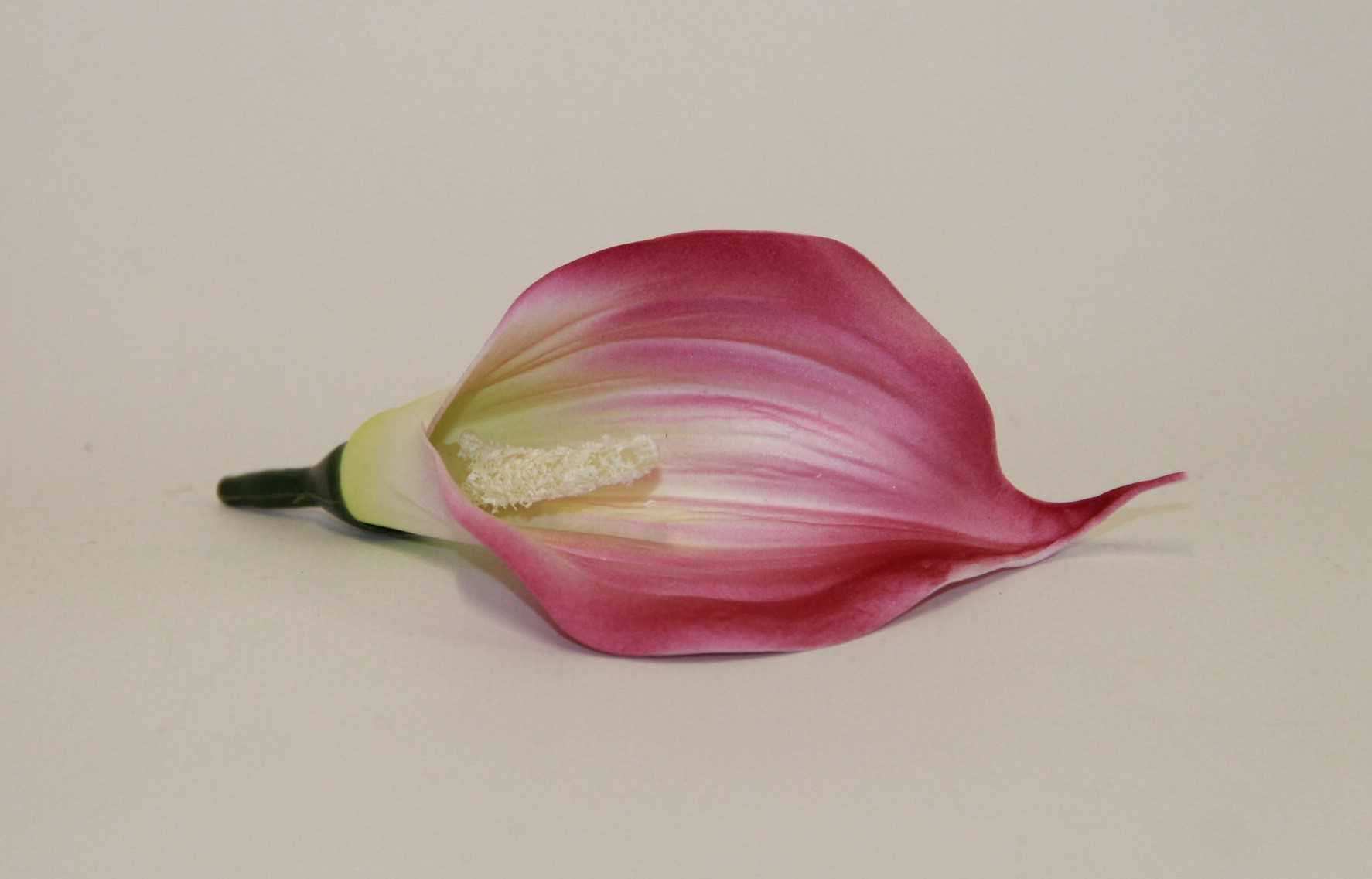 KALLA PIANKOWA WYROBOWA FUCHSIA