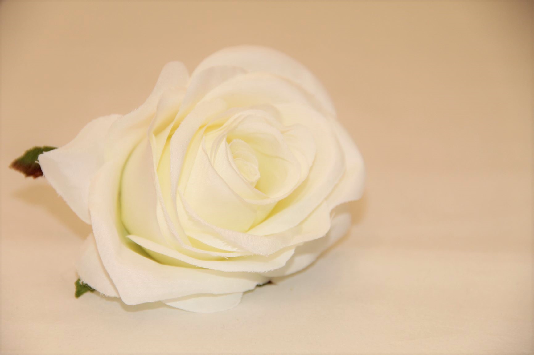 RÓŻA WYR. 385 • ,;: #1583 WHITE