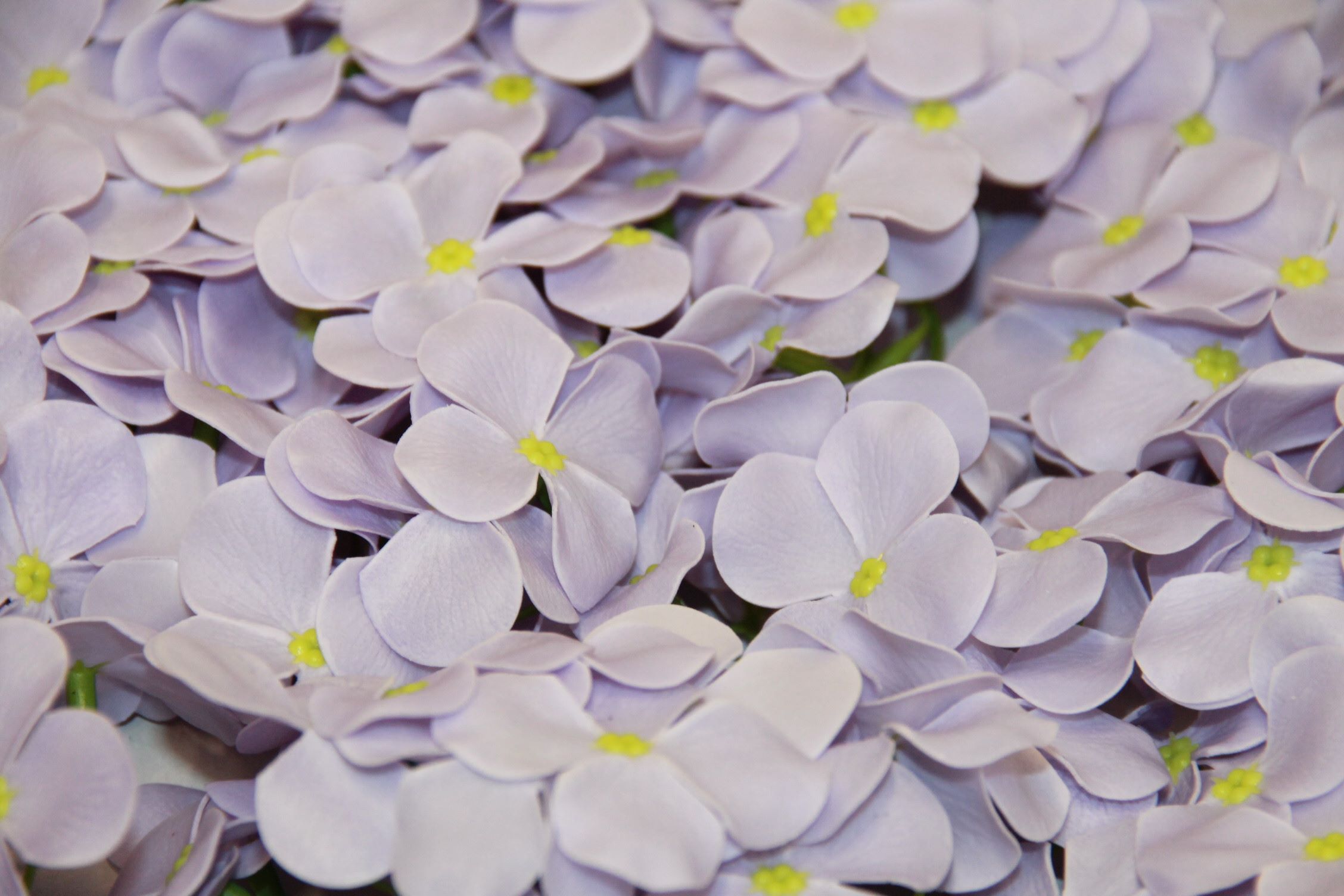 HORTENSJA MYDLANA  • ,;: LAVENDER.
