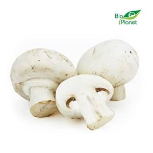 PIECZARKI BIO KG