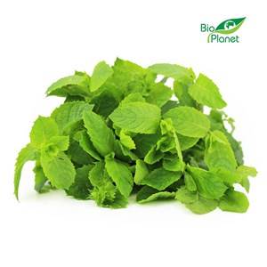 MIĘTA ŚWIEŻA BIO (OK 25G)