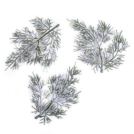 Gałązki tuji 13cm 3szt 
