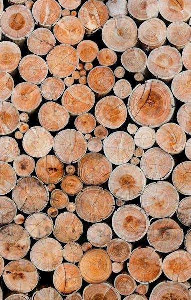 Tapeta 42016 Marburg Holzoptik Mural 2,5x1,59m