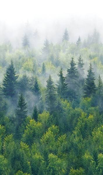 Tapeta 96453 Mural 1,59x2,7m Novamur