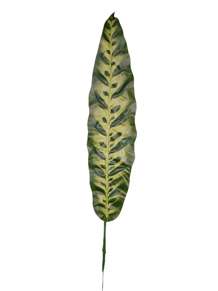 LIŚĆ DRACENA X12 B008 ZIELONY
