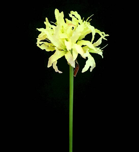 MINI LILIA RM2516 CYTRYNOWY