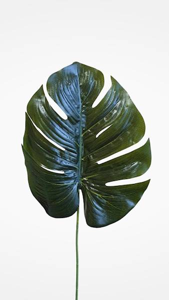 LIŚĆ PHILODENDRON X12 RX069 ZIELONY