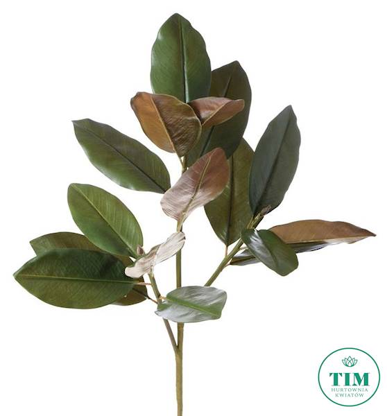 MAGNOLIA GAŁĄZKA LIŚCIE GUMOWANE DK005 ZIELONY