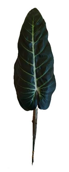 ANTHURIUM LIŚĆ X12 L913 ZIELONY
