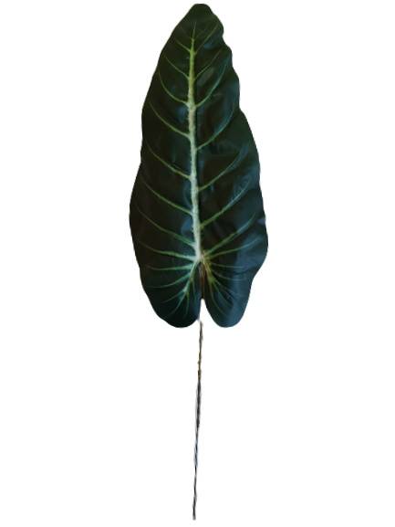 ANTHURIUM LIŚĆ X12 L913 ZIELONY