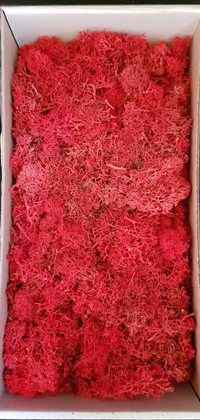 MECH CHROBOTEK PUDEŁKO CZERWONY II GAT. 300GR