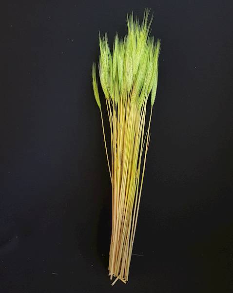 ZBOŻE FARBOWANE 65CM ZIELONY