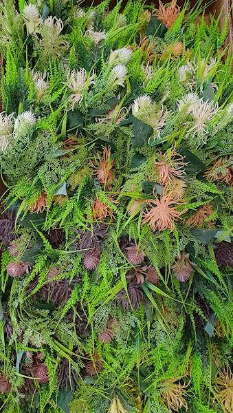 PROTEA BUKIET XTB6437 MIX KOLOR