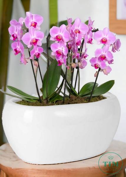 OSŁONKA CERAMIKA 3102227 BIAŁY