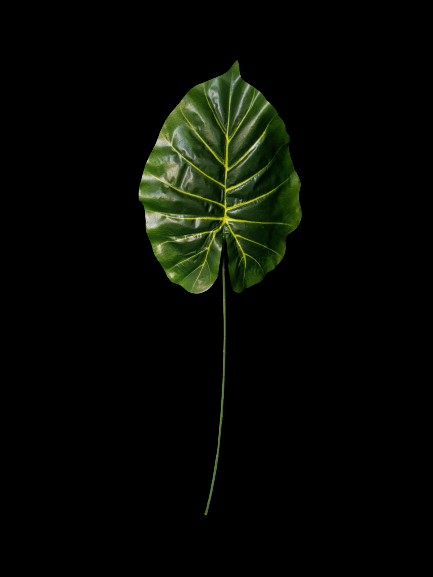 LIŚĆ COLOCASIA X12 DS02DK ZIELONY