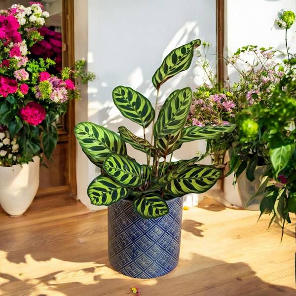 CYLINDER CERAMICZNY 0710416 KOBALTOWY