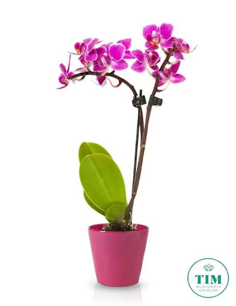 OSŁONKA STORCZYK 7103715 RÓŻOWY CIEMNY 15CM
