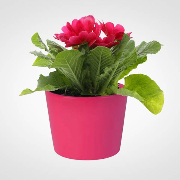 OSŁONKA CERAMIKA 7100913 CIEMNY RÓŻ 12CM