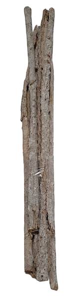 CYNAMONOWIEC 70CM X5 WYBIELANY