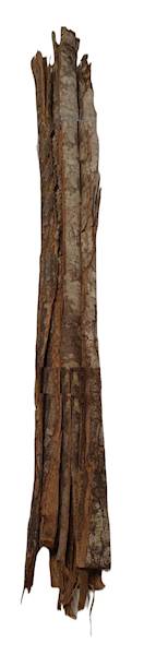 CYNAMONOWIEC 70CM X 5 NATURALNY