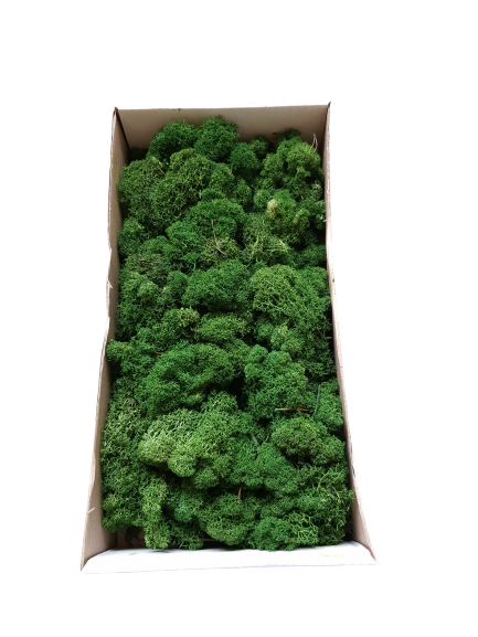 MECH CHROBOTEK PUDEŁKO ZIELONY CIEMNY 300GR