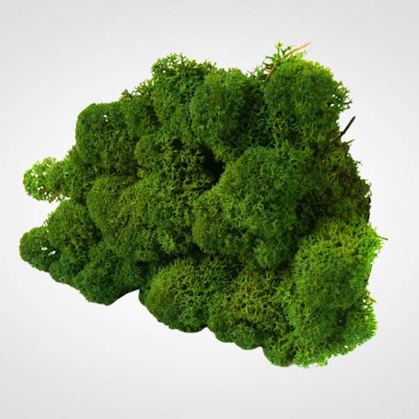 MECH CHROBOTEK PUDEŁKO ZIELONY CIEMNY 300GR