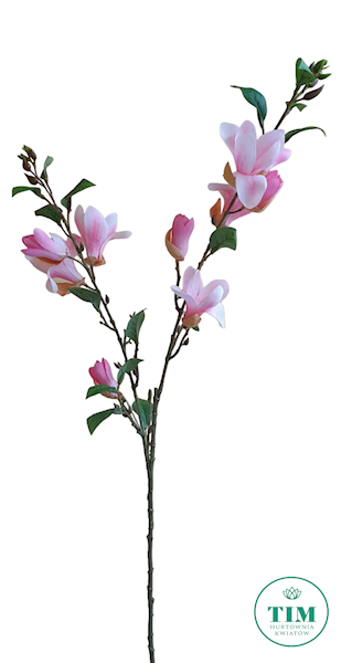 MAGNOLIA GAŁĄZKA HD8582 MIX KOLOR