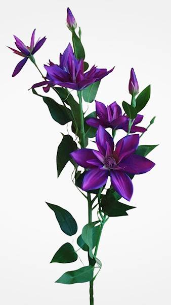 KLEMATIS GAŁĄZKA SUN508 PURPUROWY