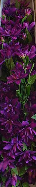 KLEMATIS GAŁĄZKA SUN508 PURPUROWY