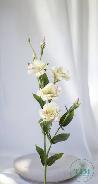 EUSTOMA GAŁĄZKA SUN345 KREMOWY
