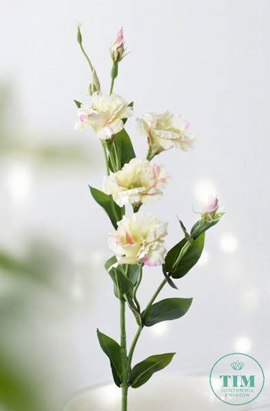 EUSTOMA GAŁĄZKA SUN345 KREMOWY