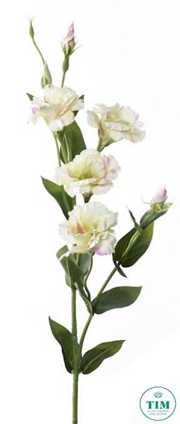 EUSTOMA GAŁĄZKA SUN345 KREMOWY