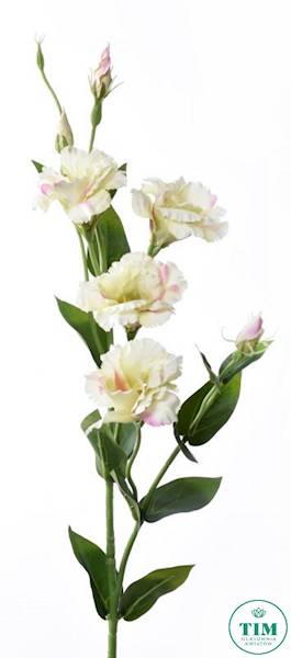 EUSTOMA GAŁĄZKA SUN345 KREMOWY