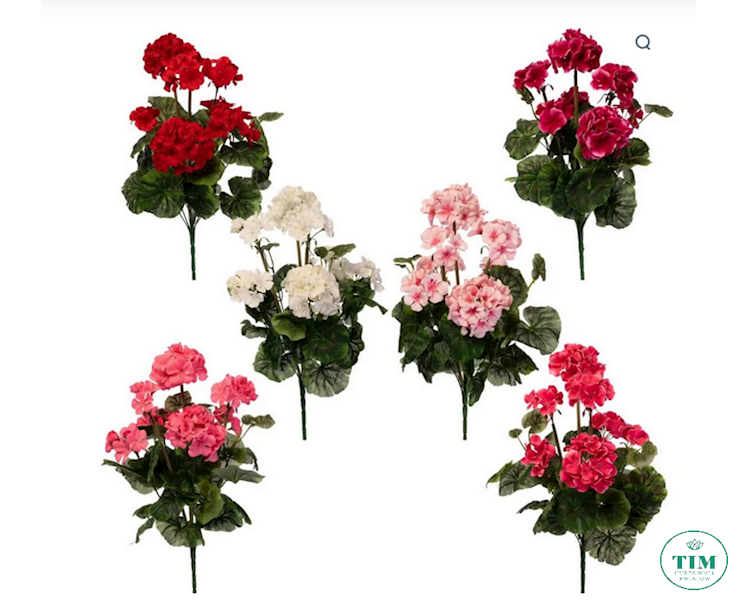 PELARGONIA BUKIET AX39048 MIX KOLOR