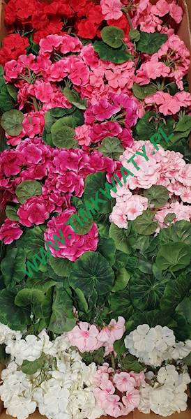 PELARGONIA BUKIET AX39048 MIX KOLOR