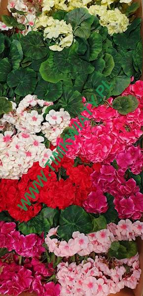 PELARGONIA BUKIET AX39048 MIX KOLOR
