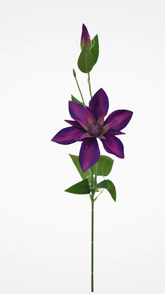 KLEMATIS PIK X12 SUN500 PURPUROWY