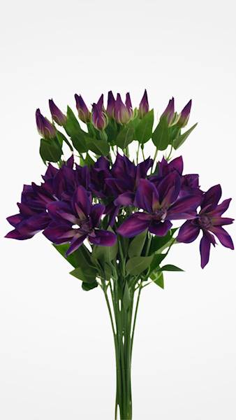 KLEMATIS PIK X12 SUN500 PURPUROWY