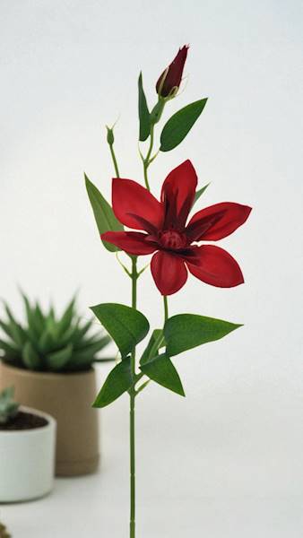 KLEMATIS PIK X12 SUN500 CZERWONY