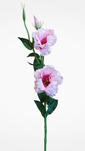 EUSTOMA GAŁĄZKA SUN377 MIX2 MIX KOLOR