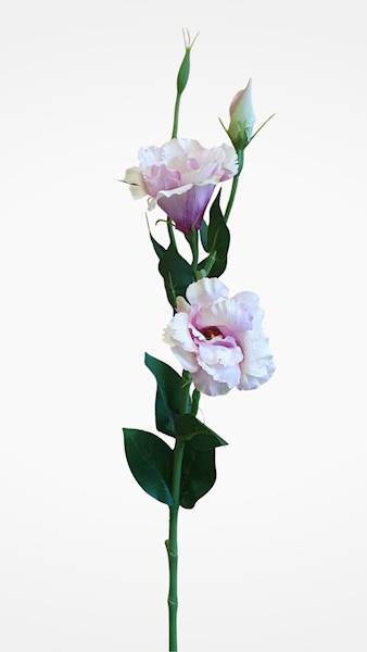 EUSTOMA GAŁĄZKA SUN377 MIX2 MIX KOLOR