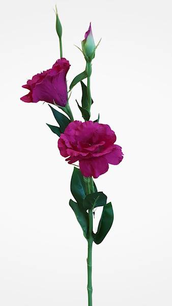 EUSTOMA GAŁĄZKA SUN377 MIX2 MIX KOLOR