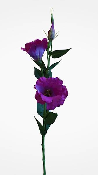 EUSTOMA GAŁĄZKA SUN377 MIX2 MIX KOLOR